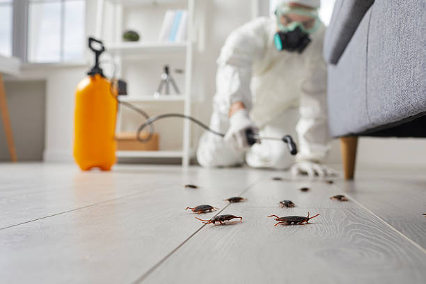 Commercial Rodent Management in Sylvester